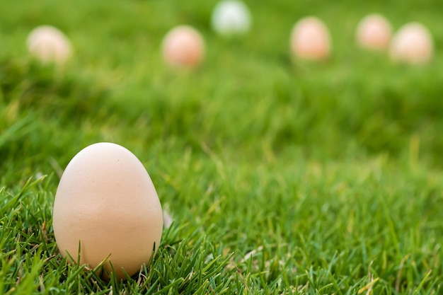 Un gros plan détaillé d'œufs de poule sur l'herbe