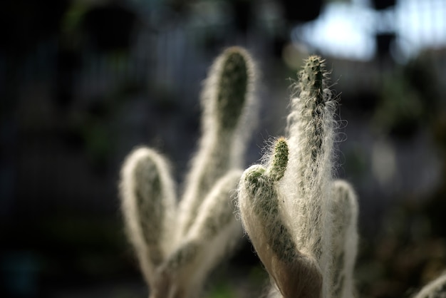 Gros plan sur les détails des plantes de cactus