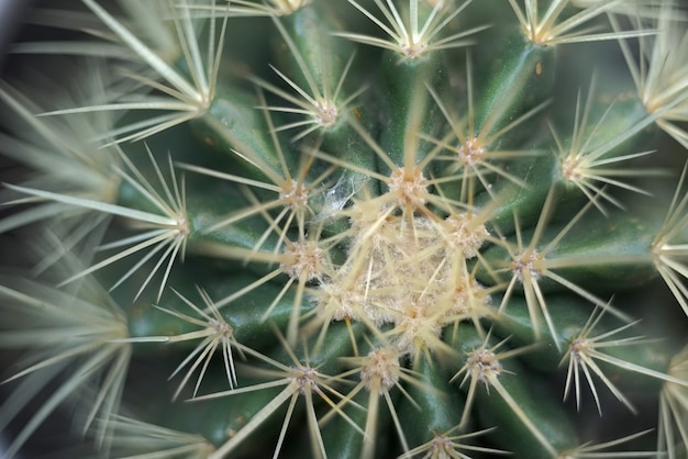 Gros plan sur les détails des plantes de cactus