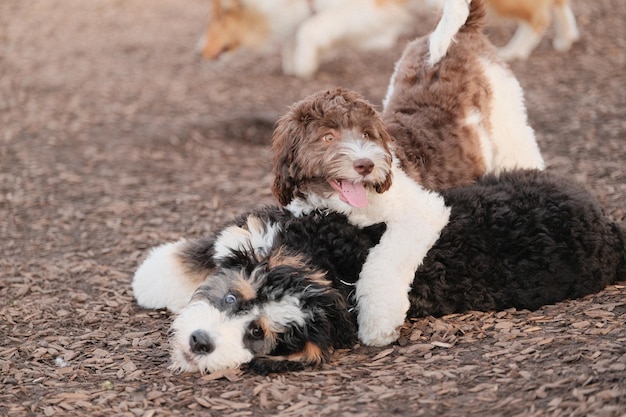 Gros plan de deux chiots mignons jouant dans un parc