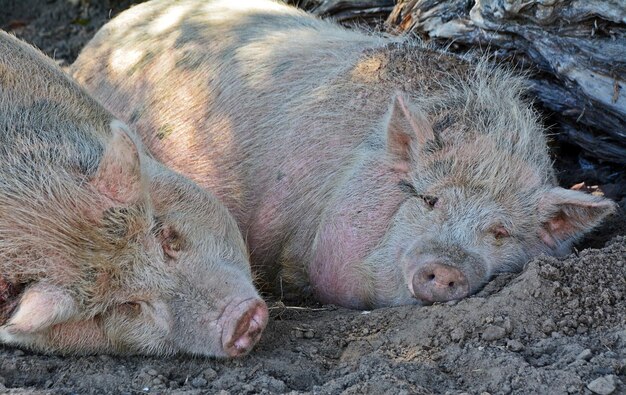 Gros plan de deux cochons dormant dans la boue