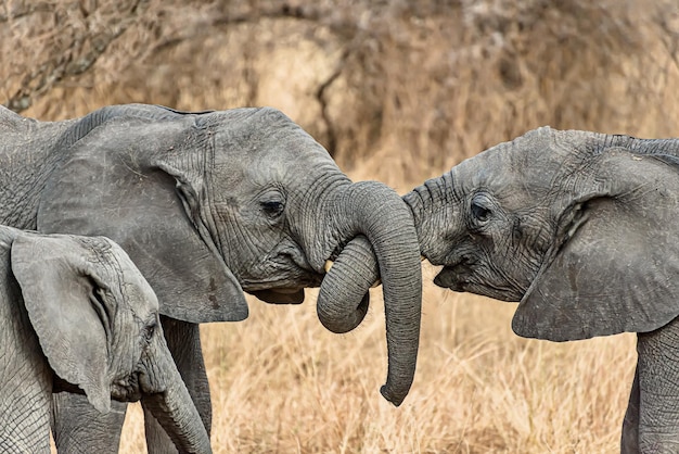 Gros plan de deux éléphants mignons se tenant avec les malles