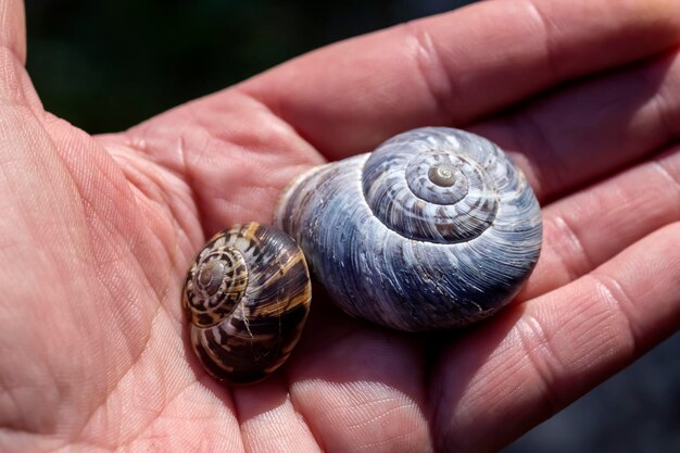 Un gros plan de deux escargots assis à la main