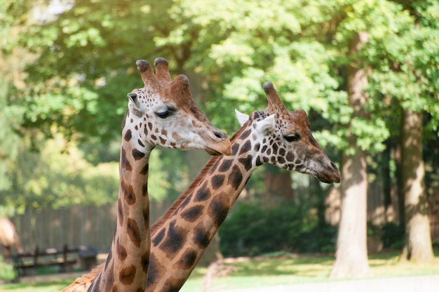 Gros plan, deux, girafes, vert, arbres