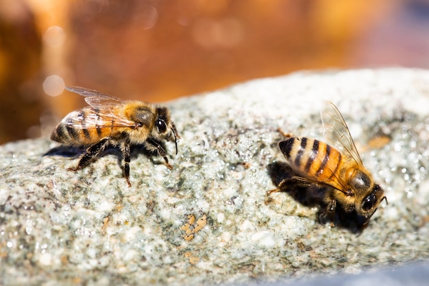 Gros plan de deux ouvrières d'abeilles africanisées Abeille à miel africanisée ou l'abeille tueuse sur un rocher