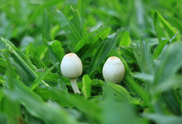 Gros plan, deux, petit, blanc, champignons blancs