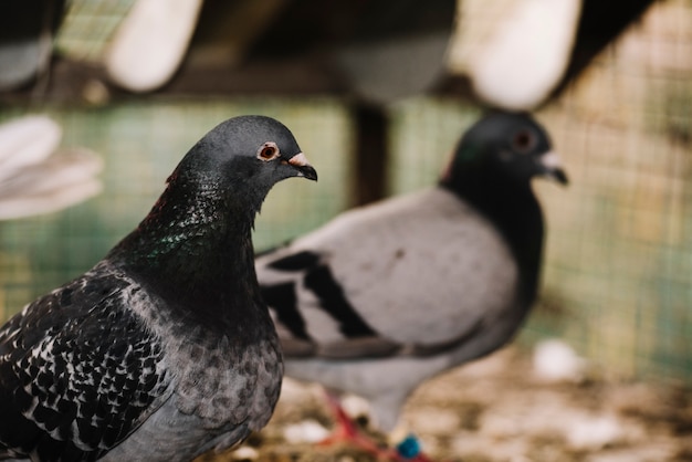 Gros plan, deux, pigeons, cage