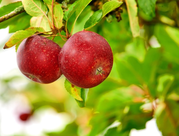 Gros plan de deux pommes rouges poussant sur un pommier vert avec fond d'espace de copie bokeh sur une ferme de verger durable dans une campagne éloignée Agriculture de fruits frais et sains pour la nutrition et les vitamines