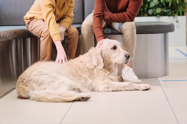 Gros plan sur deux propriétaires caressant leur chien de race pure allongé sur le sol