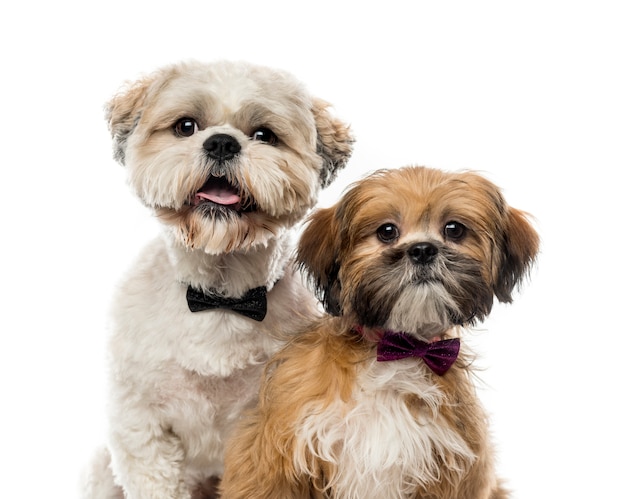 Gros plan de deux Shih Tzus devant un mur blanc