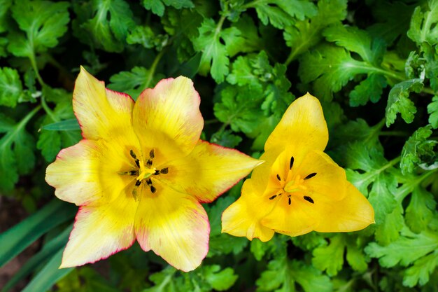 Gros plan de deux tulipes jaunes sur jardin vert