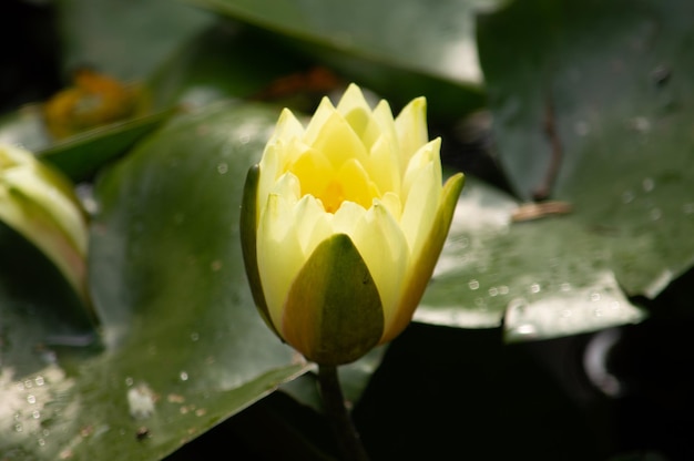 gros plan sur différentes plantes et cactus dans la cour Arrière-plan et textures