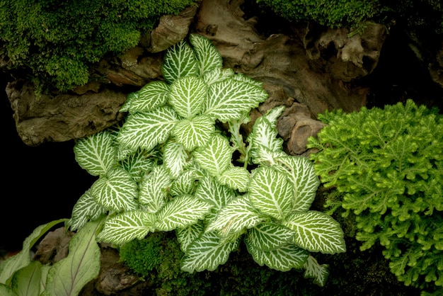 Gros plan de différentes plantes de cactus succulentes dans un jardin