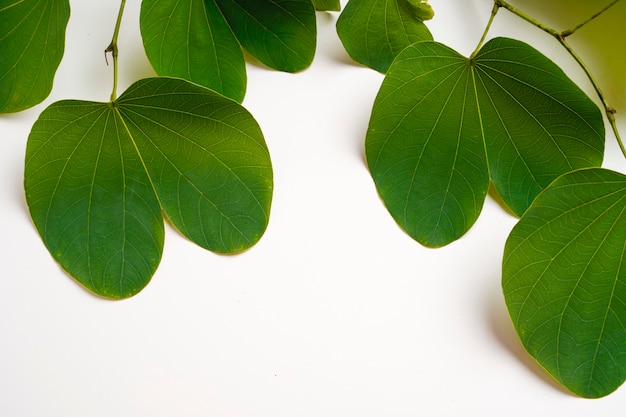 Gros plan sur diverses feuilles vertes isolées