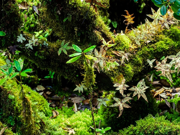 Gros plan Diverses plantes dans la forêt tropicale