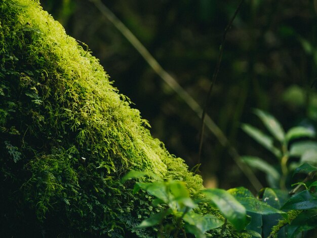 Gros plan Diverses plantes dans la forêt tropicale