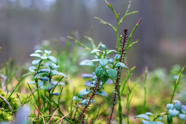 Gros plan de diverses plantes forestières macro