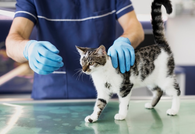 Photo gros plan, docteur, à, joli chat