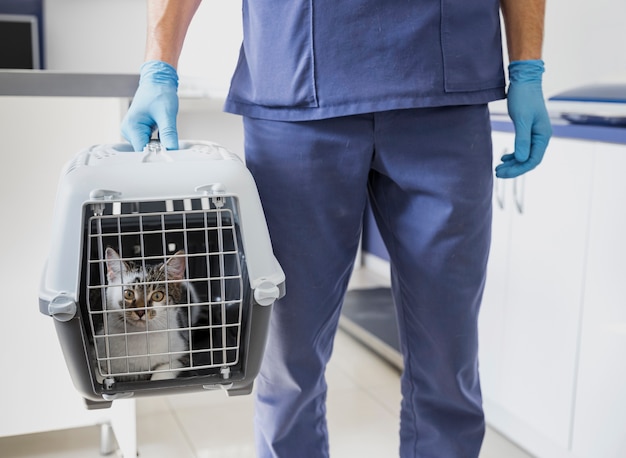 Gros plan, docteur, porter, cage, à, chat