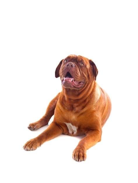 Gros plan, dogue de bordeaux