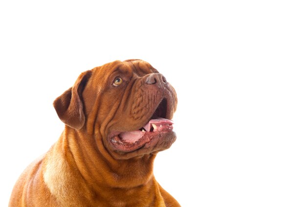 Gros plan, dogue de bordeaux