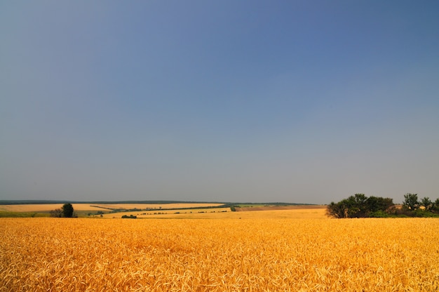 Gros plan, doré, épis blé, ensoleillé, été, clair, jour