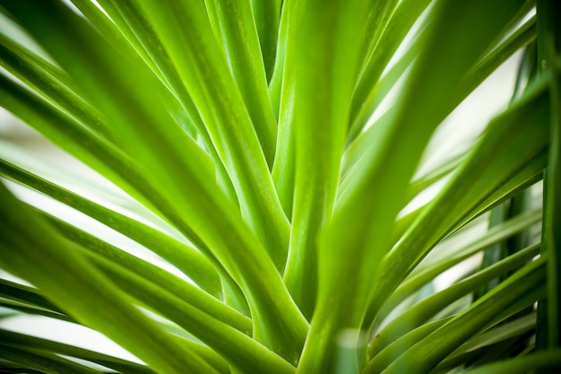 Gros plan de Dracaena