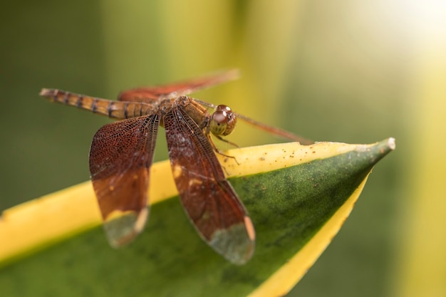 Gros plan dragon mouche sur feuille, macro photographie