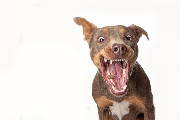 Gros plan d'un drôle de chien attraper des friandises isolé sur fond blanc