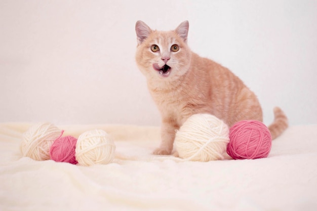 Gros plan d'une drôle de rousse allongée sur une couverture moelleuse avec du fil Le chat rayé joue avec des boules roses et blanches des boules de fil sur un lit blanc