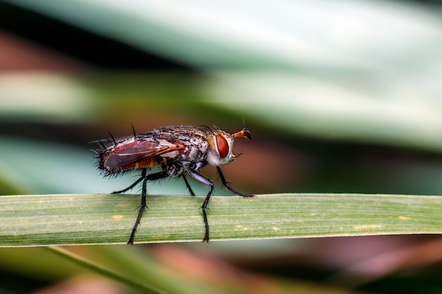 Gros plan, de, a, drone, voler, sur, a, feuille