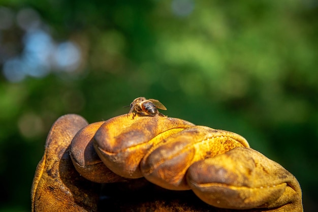 Gros plan de drones d'abeilles Ruches dans le rucher