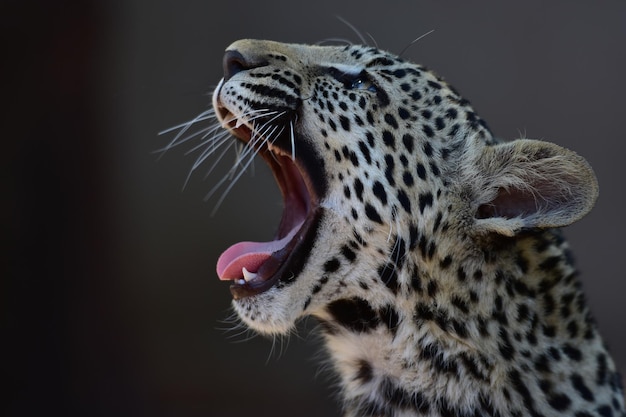 Photo un gros plan du bâillement du tigre