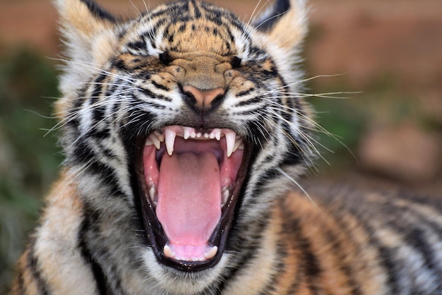 Photo un gros plan du bâillement du tigre