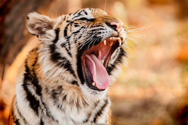 Un gros plan du bébé tigre qui bâille