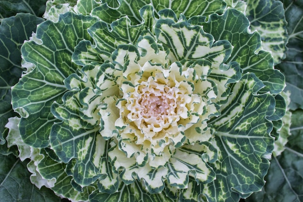 Gros plan du bel élément de jardinage de chou décoratif vert blanc avec fractale comme des feuilles teintes