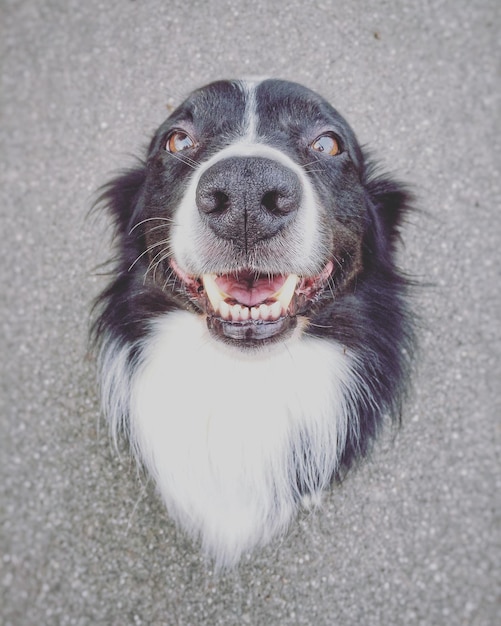 Photo un gros plan du border collie