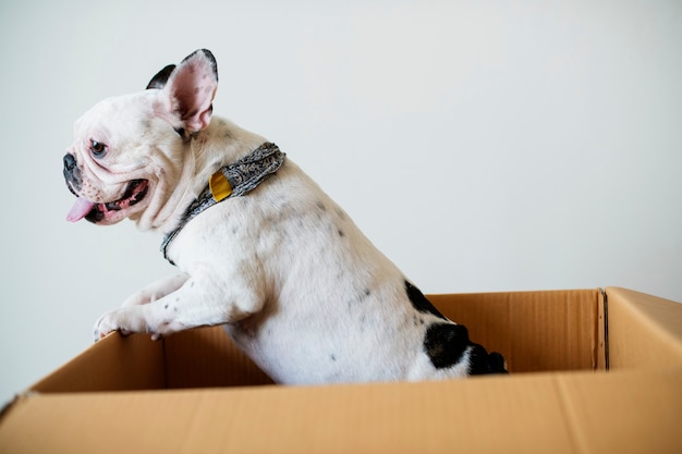 Gros plan du bouledogue français