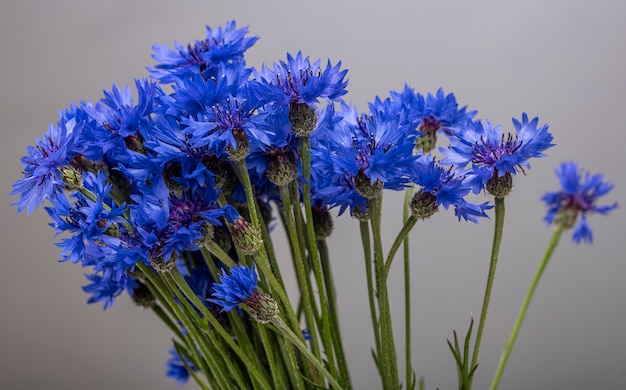 Gros plan du bouquet de bleuets bleus