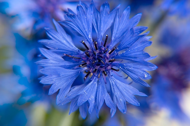 Gros plan du bouquet de bleuets bleus