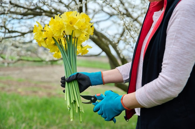 Gros plan du bouquet de fleurs de narcisse jaune dans les mains de la femme
