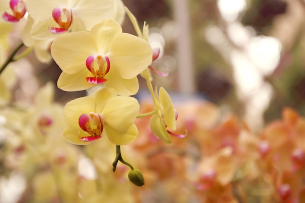 Gros plan du bouquet d&#39;orchidées, belle fleur d&#39;orchidée en fleurs dans le jardin.