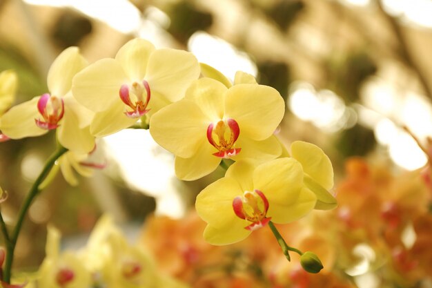 Gros plan du bouquet d&#39;orchidées avec fond naturel