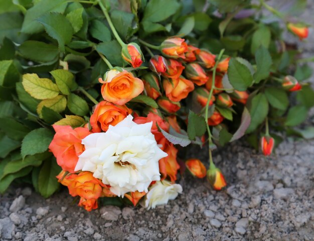 Gros plan du bouquet de rose en terre