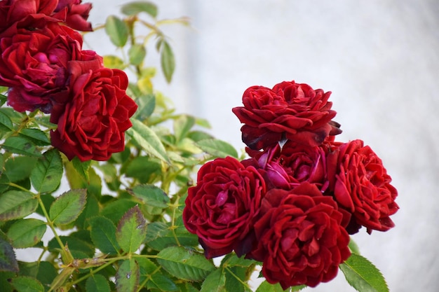 Photo un gros plan du bouquet de roses