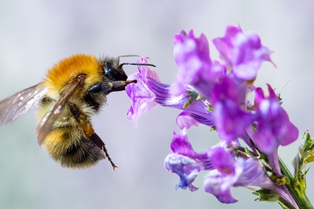 Gros plan du bourdon en quête d'une fleur Macro photographie du travail des abeilles