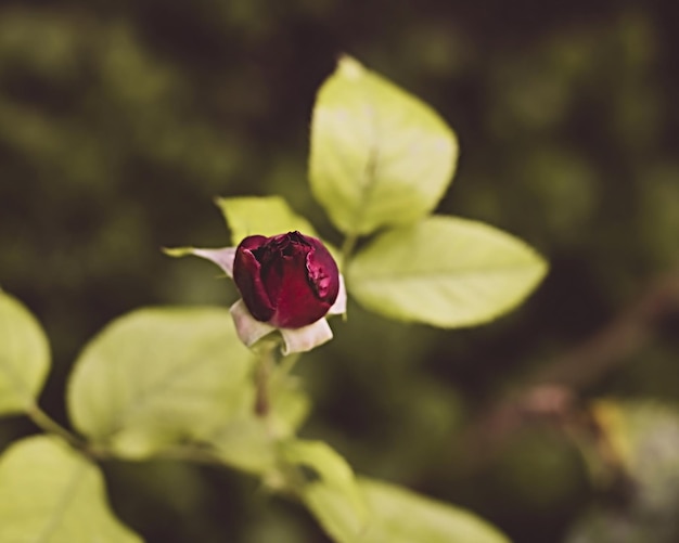 Photo un gros plan du bourgeon de rose rouge