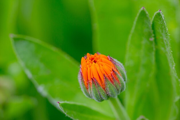 Gros plan du bourgeon d'un souci (calendula)