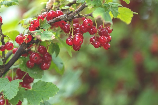 gros plan du buisson de groseille rouge