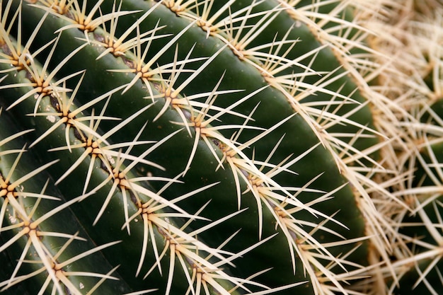 Photo un gros plan du cactus